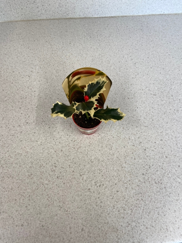 Mini Holly Plant