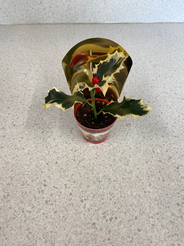 Mini Holly Plant